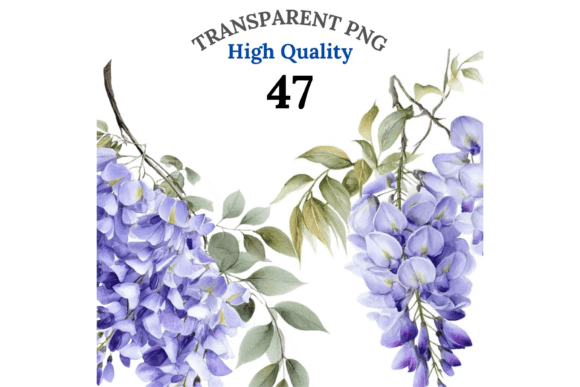47 Wisteria Clipart: Infusing Soft Elegance into Design